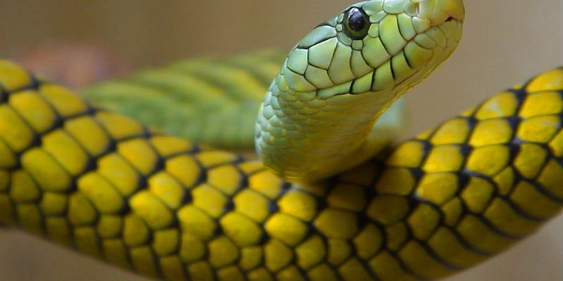 Nằm mơ thấy rắn bò vào nhà cắn