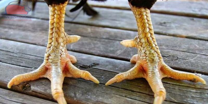 Tìm hiểu vảy gà tài