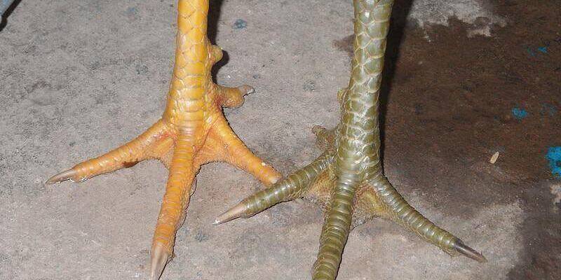 Tổng quan về vảy gà thần kê