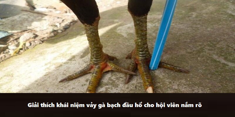 Giải thích khái niệm vảy gà bạch đầu hổ cho hội viên nắm rõ